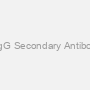 Goat Anti-Rabbit IgG Secondary Antibody AP Conjugated